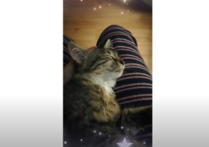 Purr present (Season 2, Episode 4)